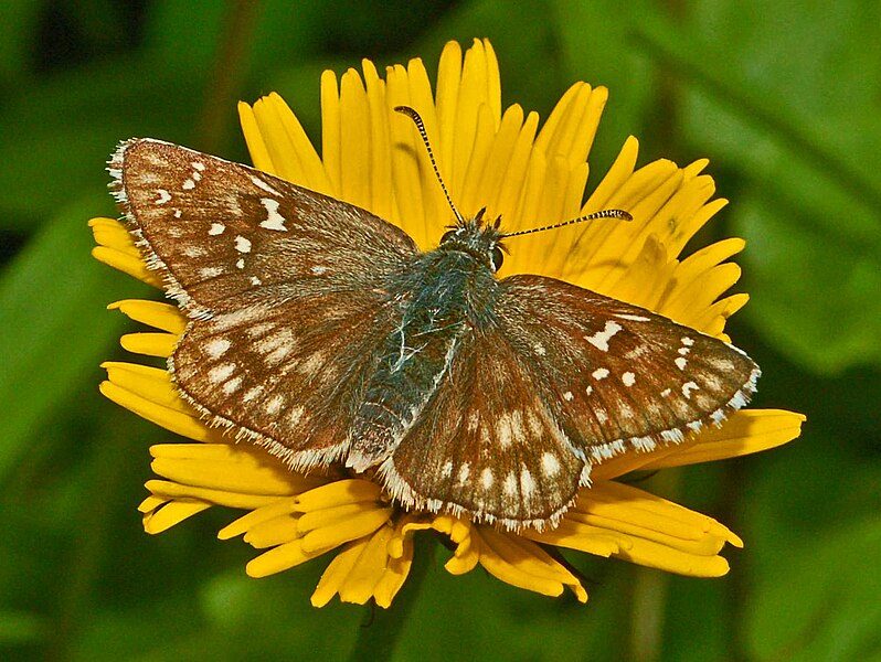 File:Hesperiidae - Pyrgus carthami.JPG