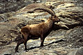 Male Alpine Ibex