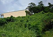 Invasive ivy gourd on the island of Saipan, smothering native vegetation and climbing up buildings