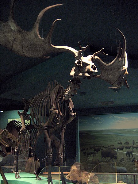 Файл:Irish Elk.jpg