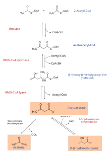 Ketogenesis.svg