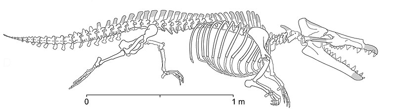 File:Maiacetus inuus-lateral.jpg