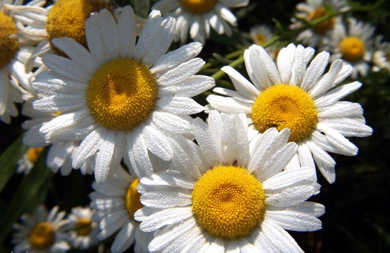 Файл:Ox-eye daisy.jpg