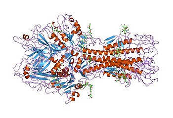 Ribbon diagram showing the stalk of influenza C haemagglutinin