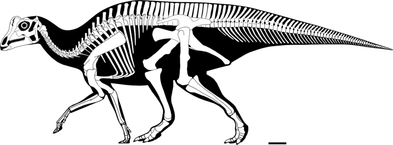 File:Parasaurolophus reconstructed skeleton.png