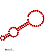 3'-terminal pseudoknot in SPCSV: Predicted secondary structure taken from the Rfam database. Family RF01091.