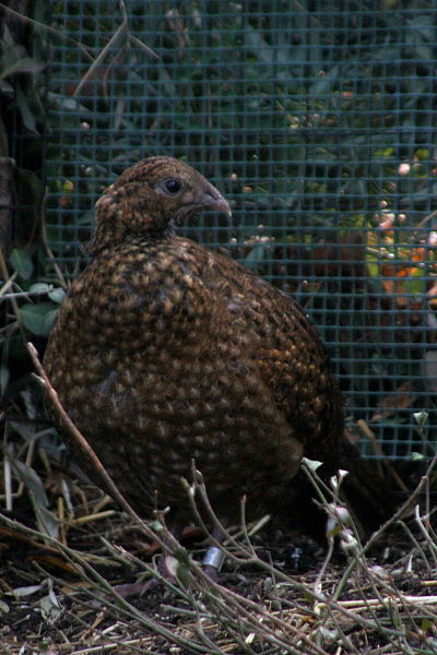 File:Satyr Tragopan (female).JPG