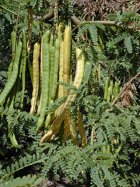 File:Starr 010818-0027 Prosopis pallida.jpg