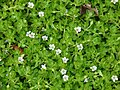 Bacopa monnieri