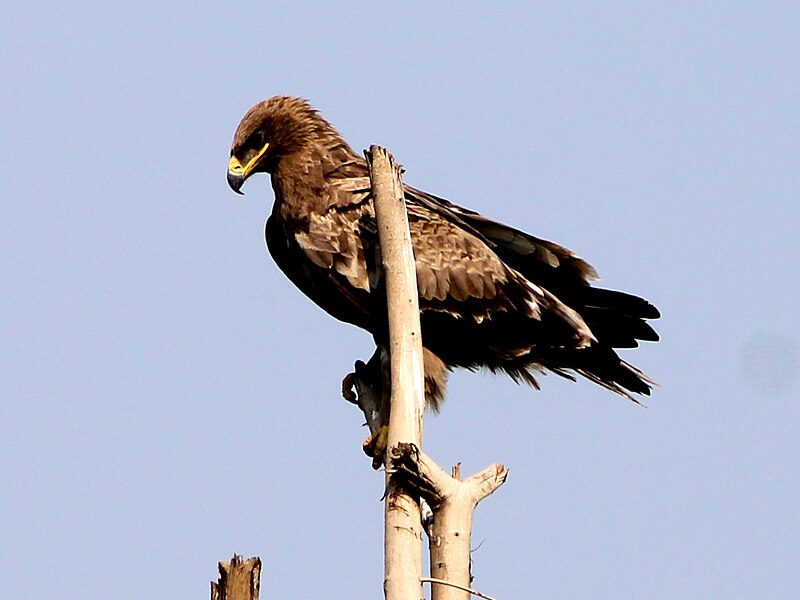 File:Steppe eagle near Chandigarh.jpg