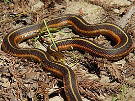 Стройная подвязочная змея (T. elegans terrestris)