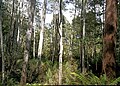 With lichenous trunks in forest near Mount Field National Park