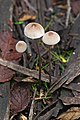 14 - Mycena austrofilopes