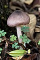 18 - Entoloma austroprunicolor