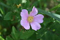 Pasture Rose, Rosa carolina