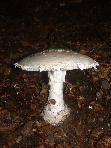 Файл:Amanita solitaria1.jpg