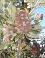 old cone with follicles closed, on plant, Randwick