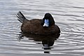 Blue-billed duck