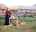 Young woman breaking flax in Perm province