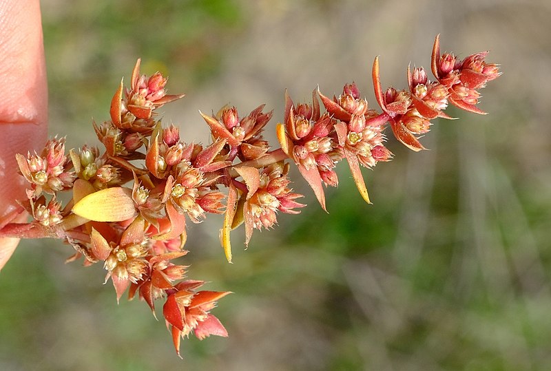 Файл:Crassula bergioides inflorescence.jpg