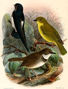 Crateroscelis-MicroecaKeulemans.jpg