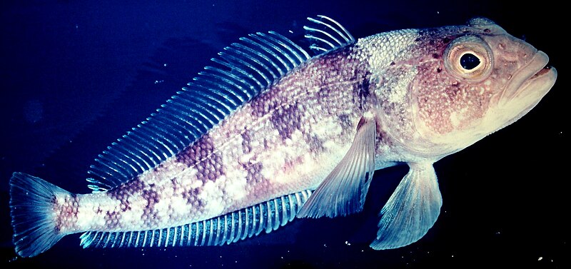 File:Emerald rockcod, Trematomus bernacchii.jpg