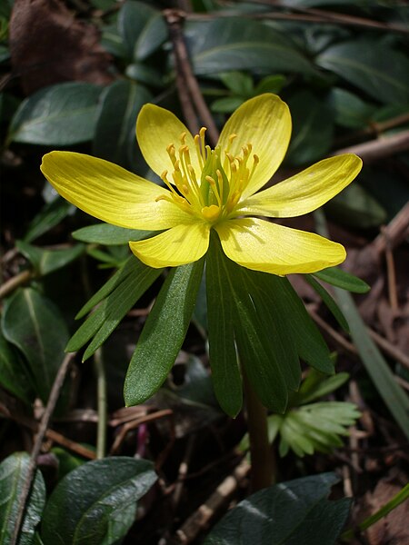 File:Eranthis hyemalis.JPG