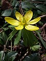 Eranthis hyemalis