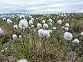 Eriophorum angustifolium