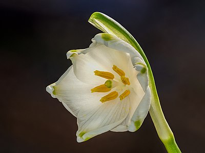 Leucojum vernum