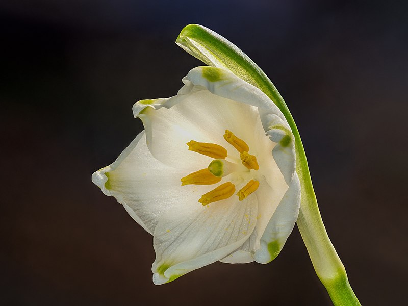 Archivo:Frühlings-Knotenblume (Leucojum vernum)-20230220-RM-161056.jpg