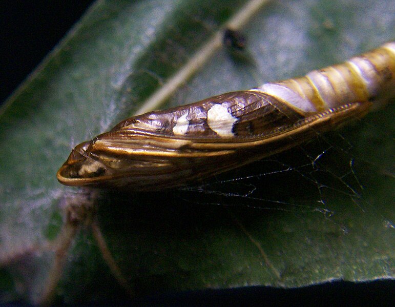 File:Glyphodes bivitralis pupa.jpg