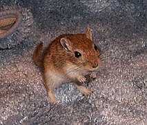 Golden Agouti