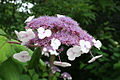 Hydrangea aspera ssp. sargentiana