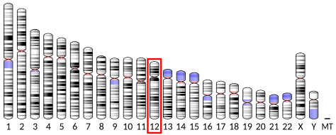 File:Ideogram human chromosome 12.svg