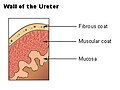 Wall of the ureter.