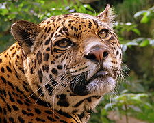 Jaguar, se puede encontrar en gran parte del territorio nacional.