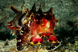 Photo of cuttlefish displaying red, black, yellow, white, and orange colors and a row of three protuberances behind each eye