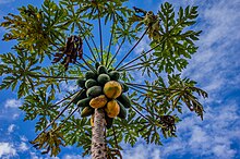 Papaya tree and sky.jpg