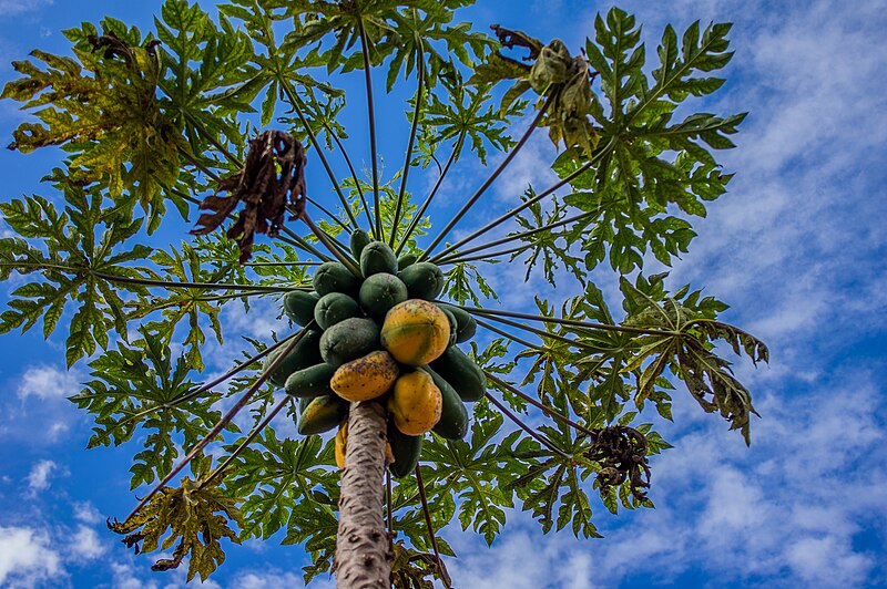 File:Papaya tree and sky.jpg