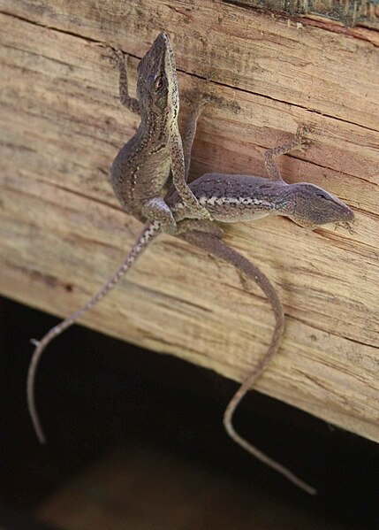 File:Polychrotidae mating.jpg