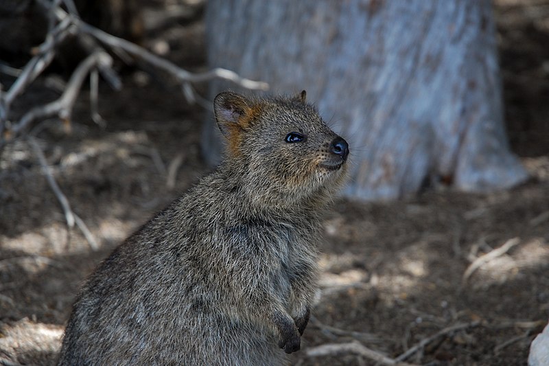 File:RottnestQuokka.jpg