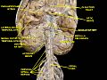 Spinal cord. Brachial plexus. Cerebrum. Inferior view.Deep dissection.