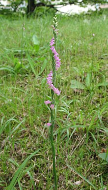 Spiranthes sinensis 4.jpg