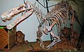 Suchomimus tenerensis skeleton