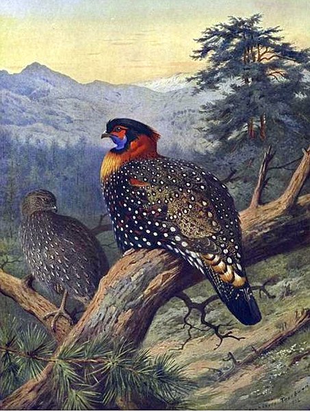 File:WesternTragopan.jpg