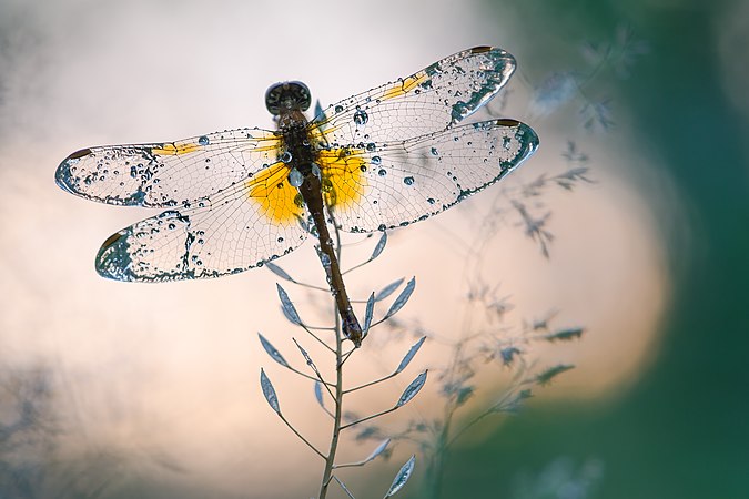 蝦黃赤蜻（Sympetrum flaveolum）。摄于乌克兰基辅的普施察-沃迪查公园。