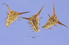 Acanthospermum hispidum seeds.jpg