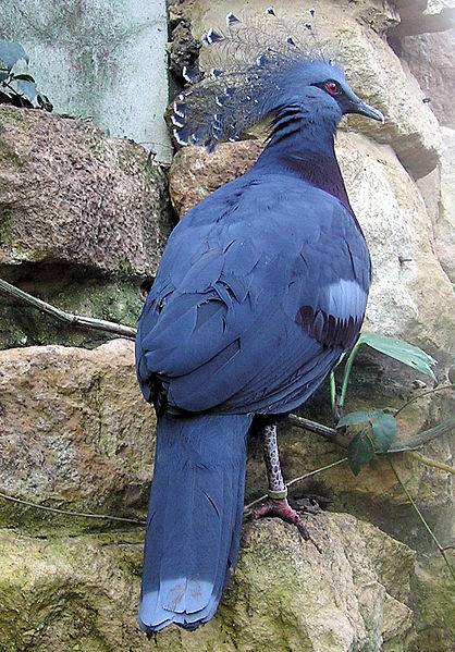 Archivo:Bristol.zoo.victoria.crowned.pigeon.arp.jpg