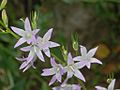 Flowers of Campanula rapunculus